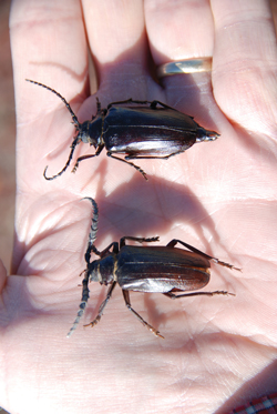 adult Prionus beetles
