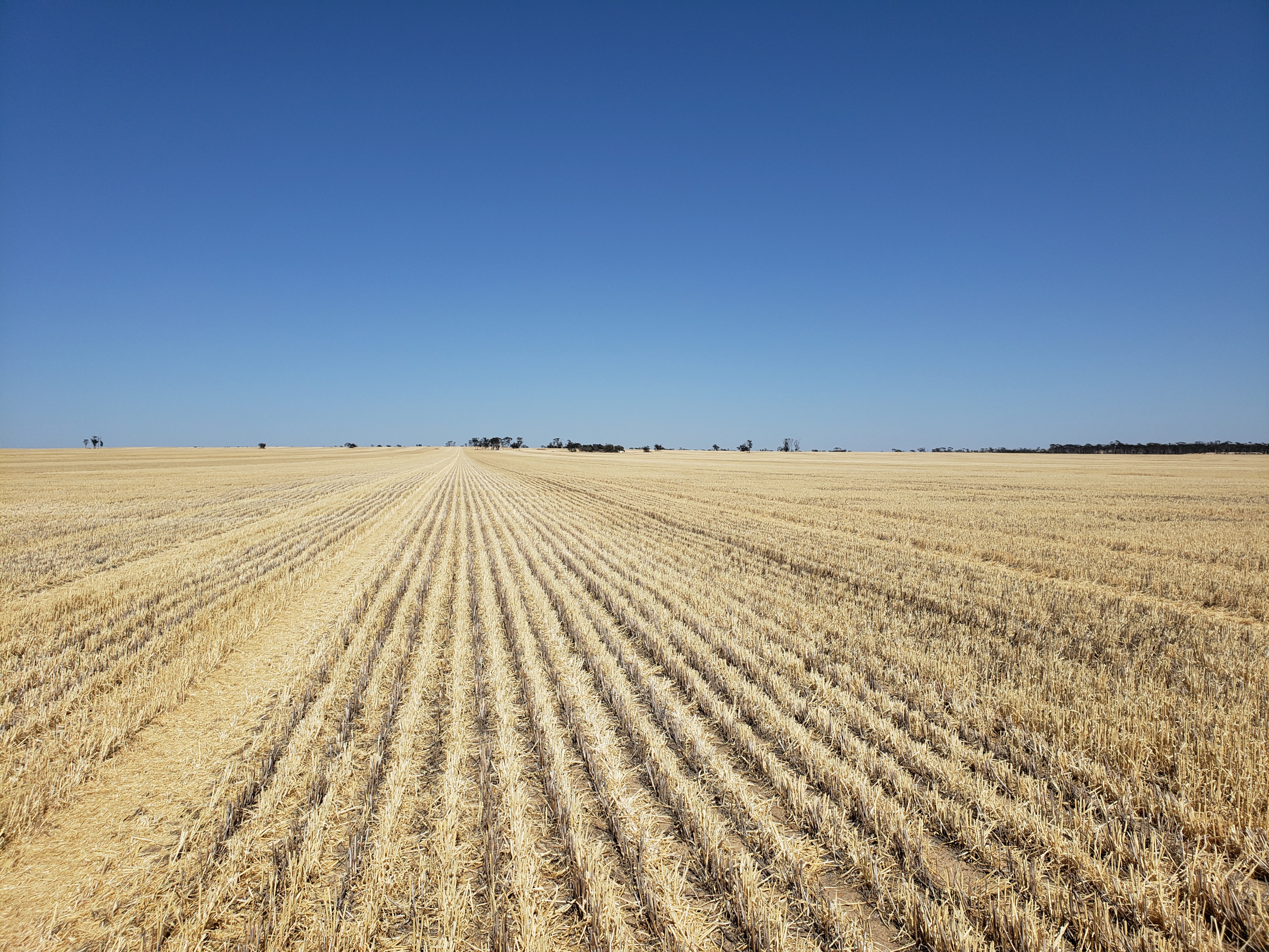 A chaff line in a harvested wheat field