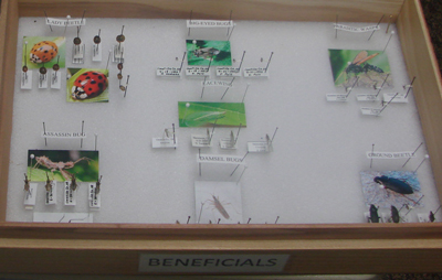 A pinned insect collection