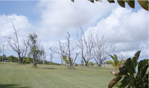 Guam ironwood trees