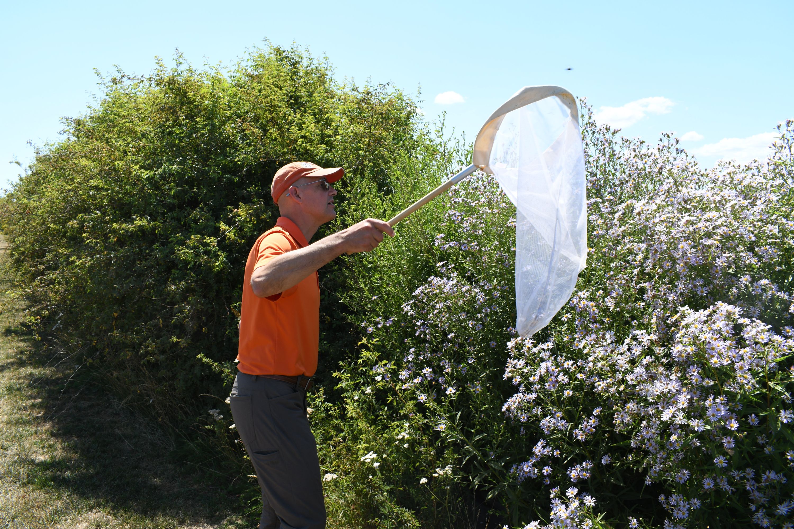 Andony Melathopoulos catches bees