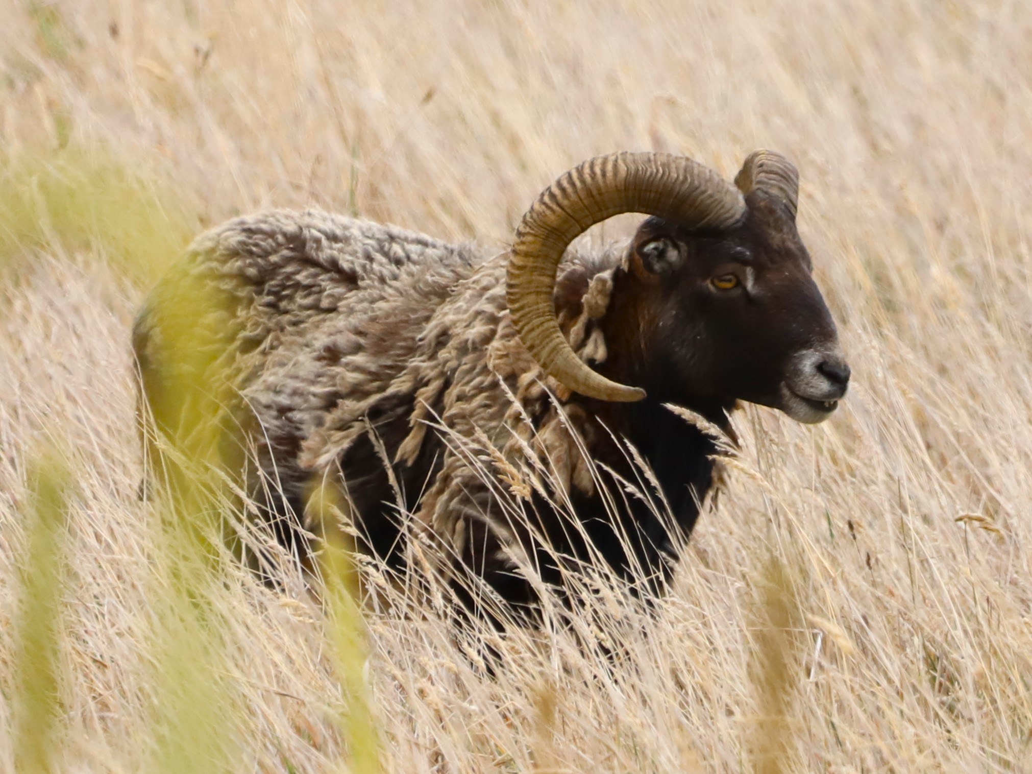 A mouflon sheep