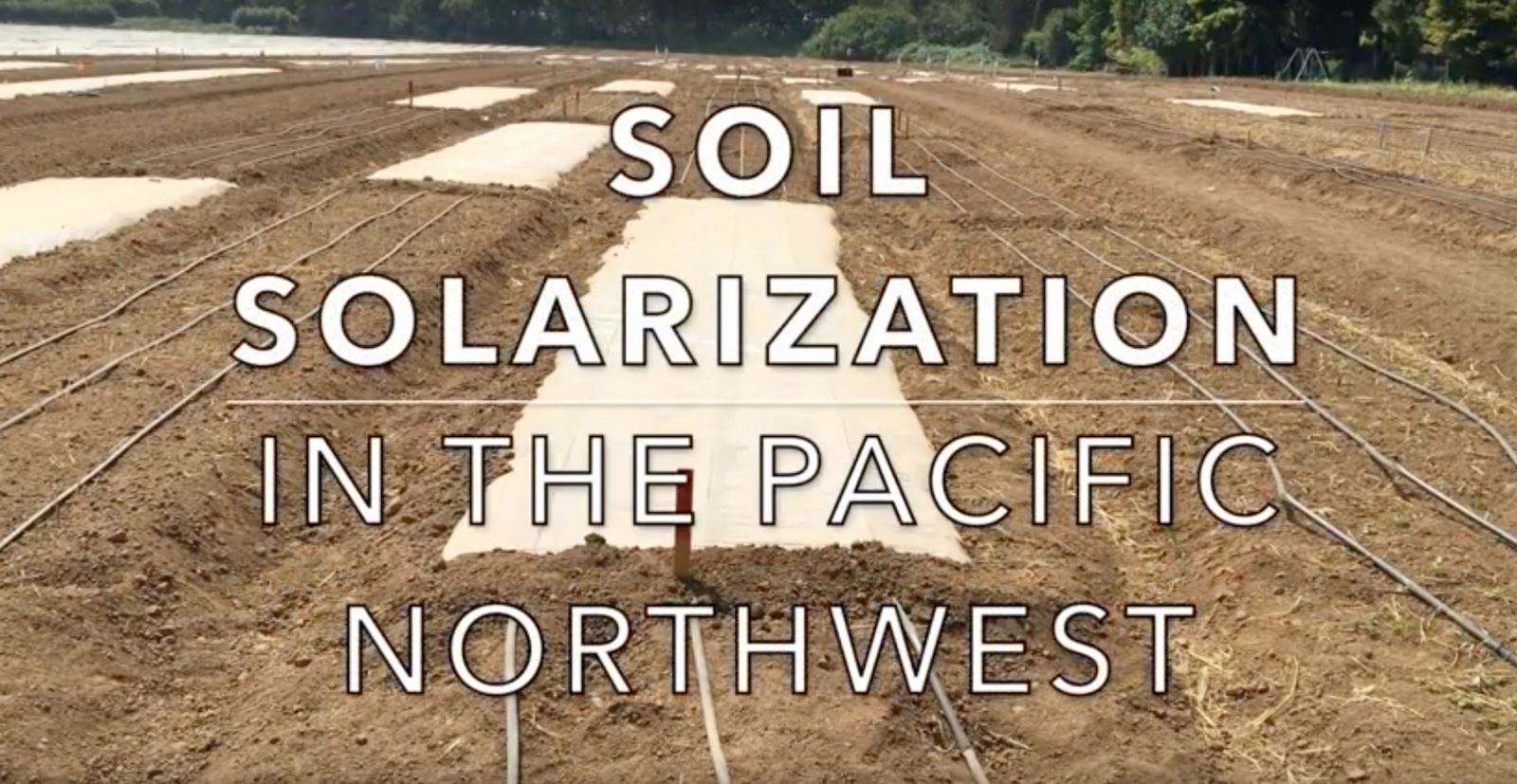 Soil solarization video