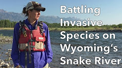 Wyoming invasive species video