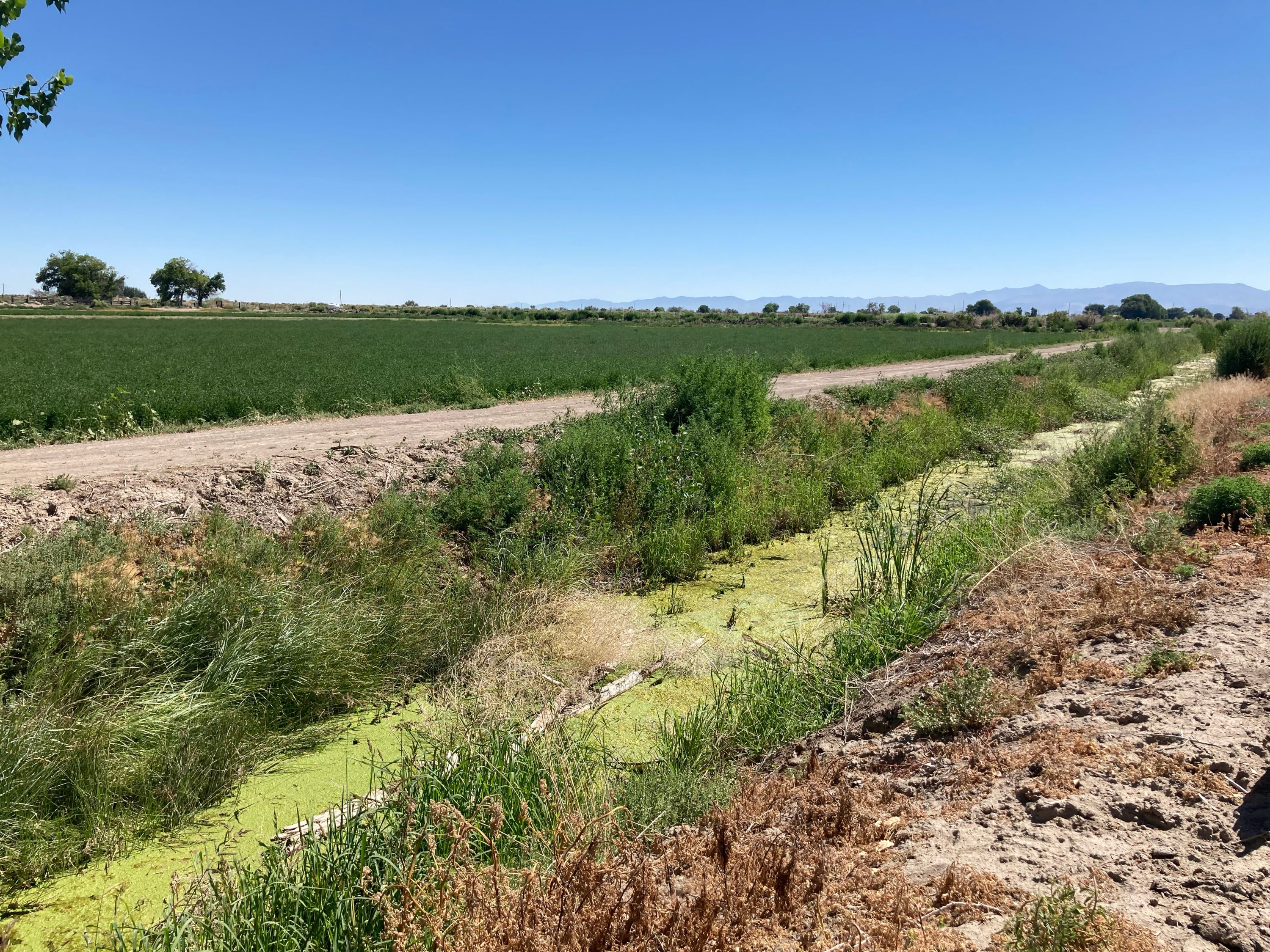 A weedy irrigation ditch