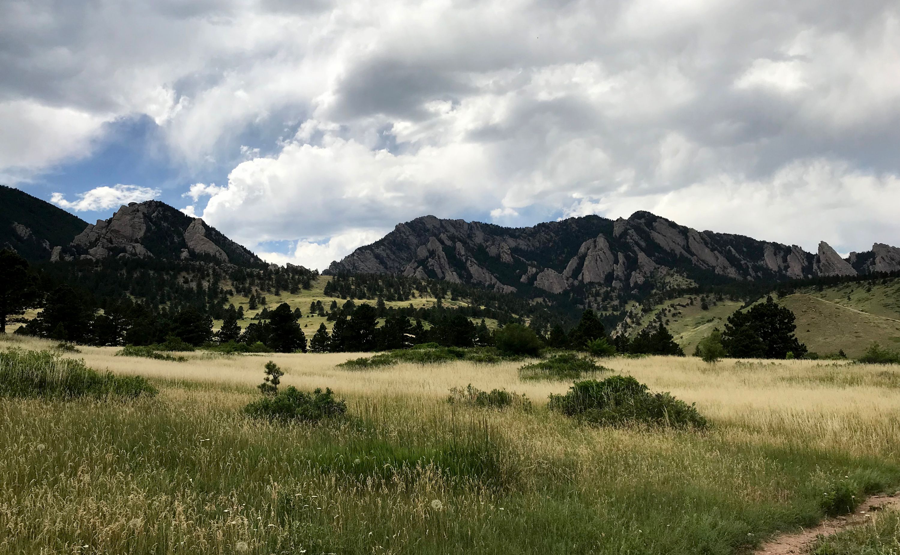 Tall oatgrass below the Flatirons near Boulder, Colorado