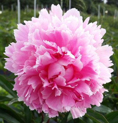 A peony in bloom