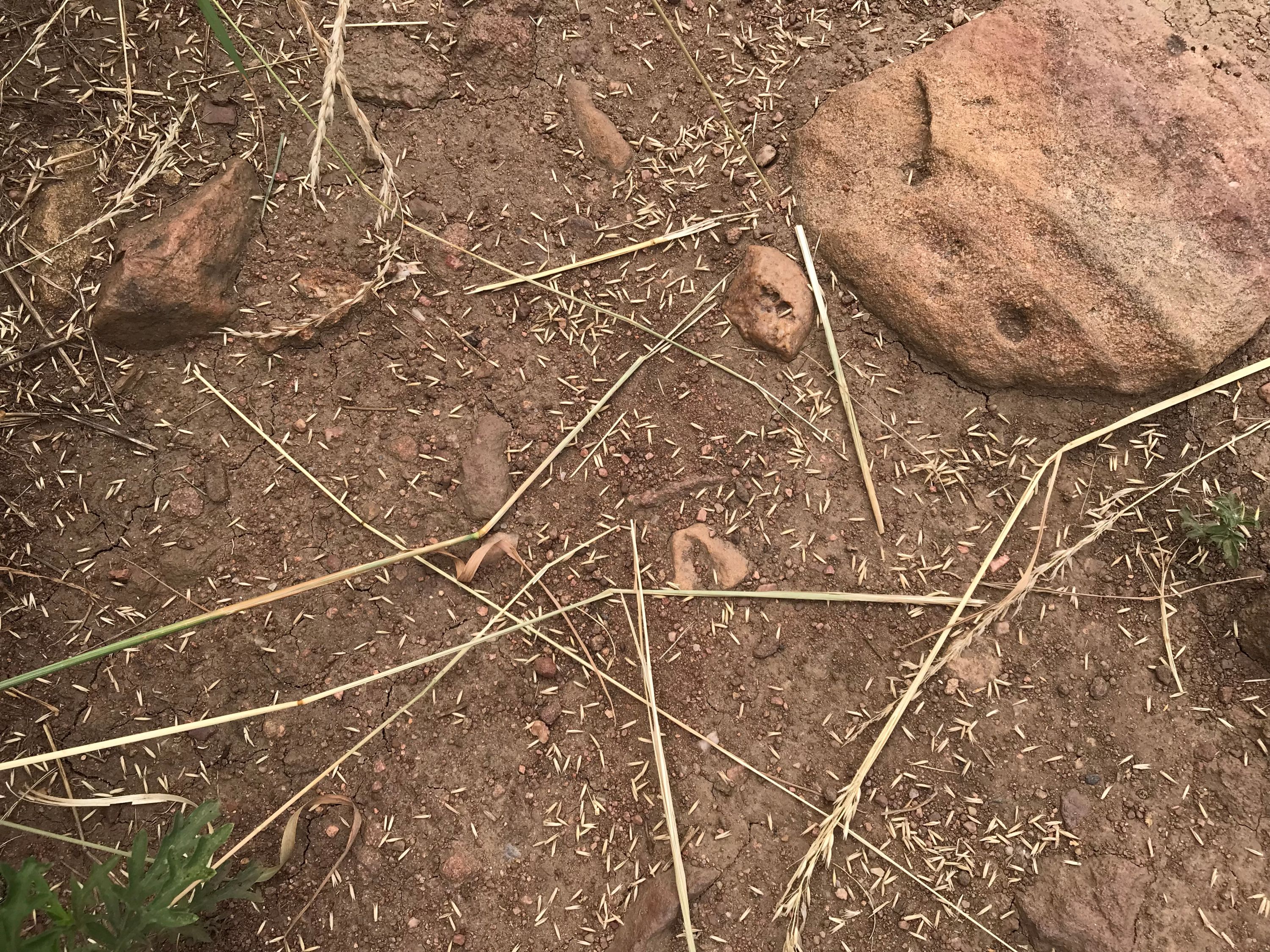 Tall oatgrass seeds on a hiking trail