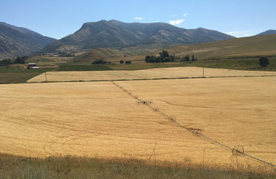 Utah grain field