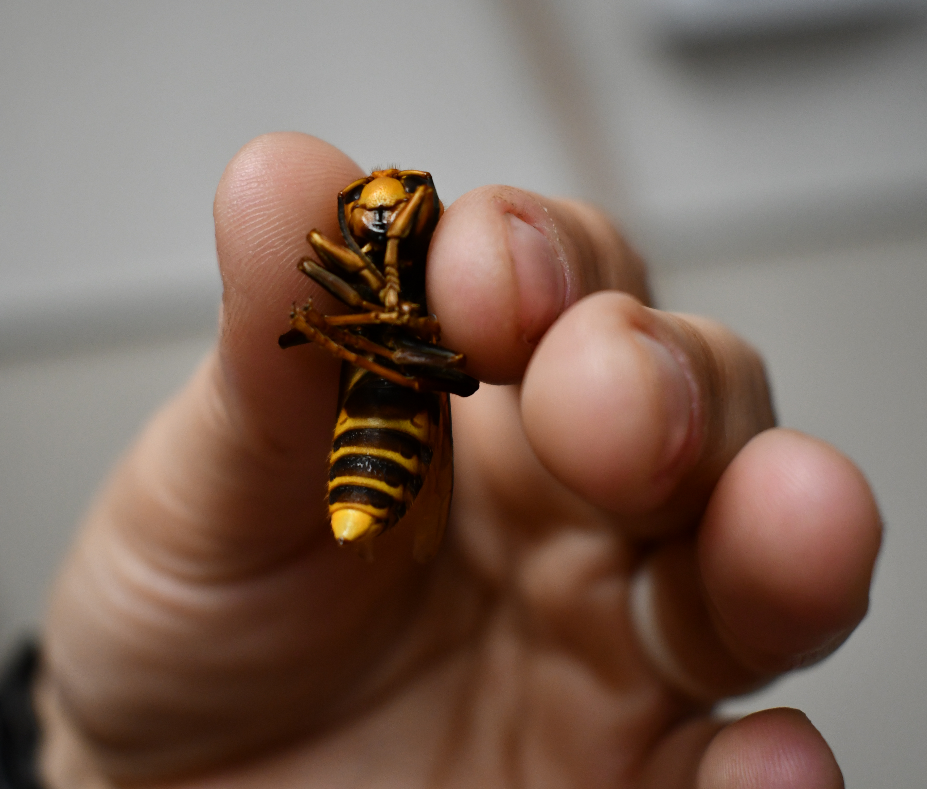 A Northern Giant Hornet