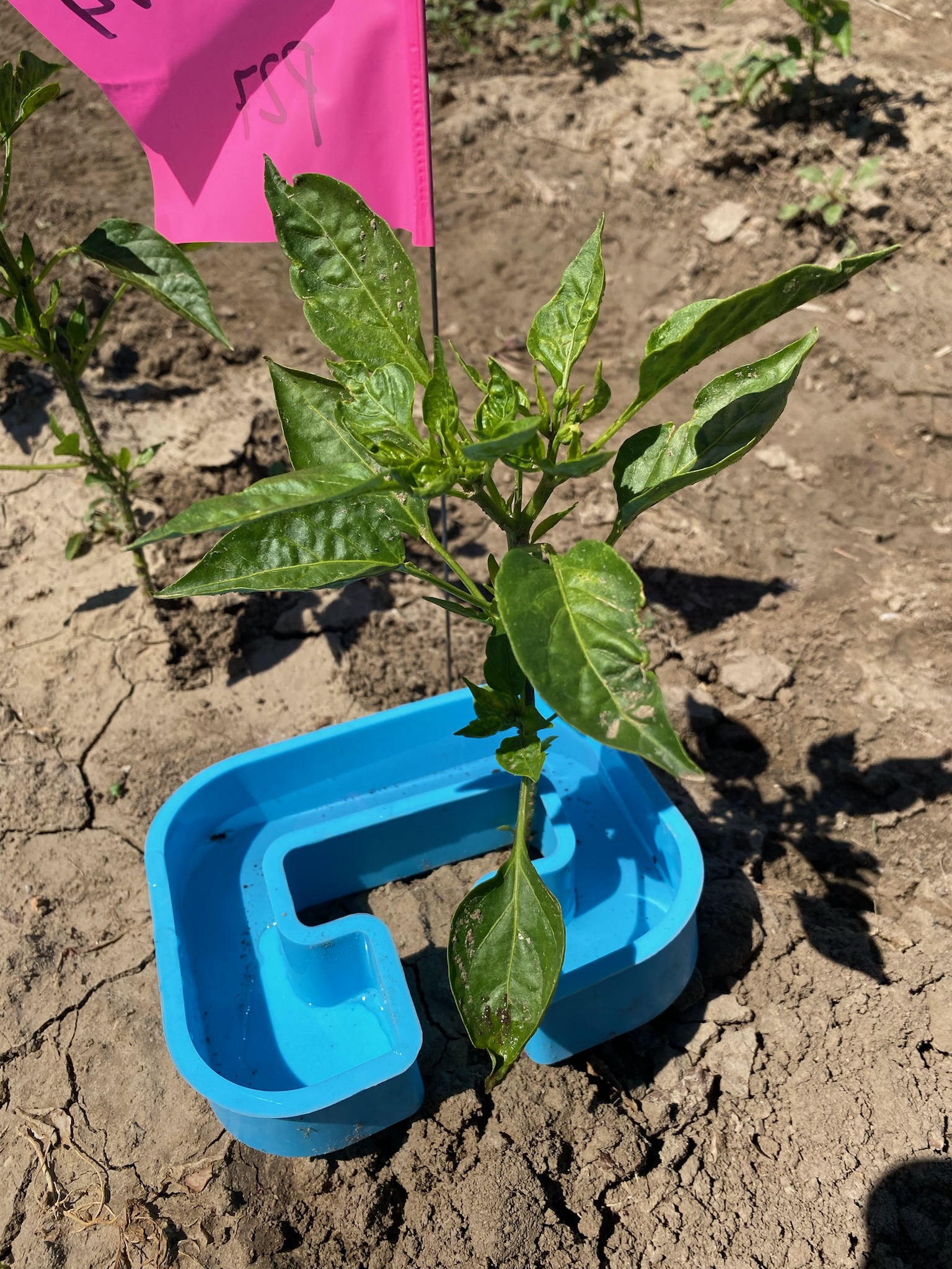 An aphid trap