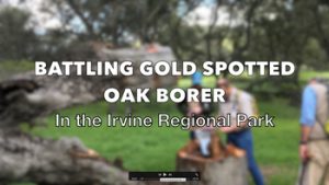 A blurry picture of people and a tree stump in a park. The text on top of the picture says, "Battling Gold Spotted Oak Borer in the Irvine Regional Park."