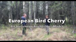 A blurred picture of two people standing in front of a forested area. On top of the picture are the words, "European Bird Cherry: An Invasive in Anchorage, Alaska."