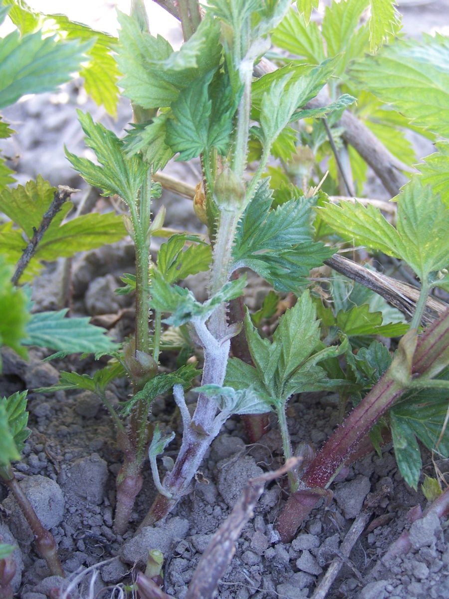 A hops flag shoot with powdery mildew.