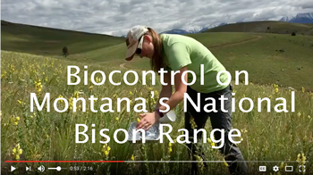 A person in a grassland. On top of the picture are the words, "Biocontrol on Montana's National Bison Range."