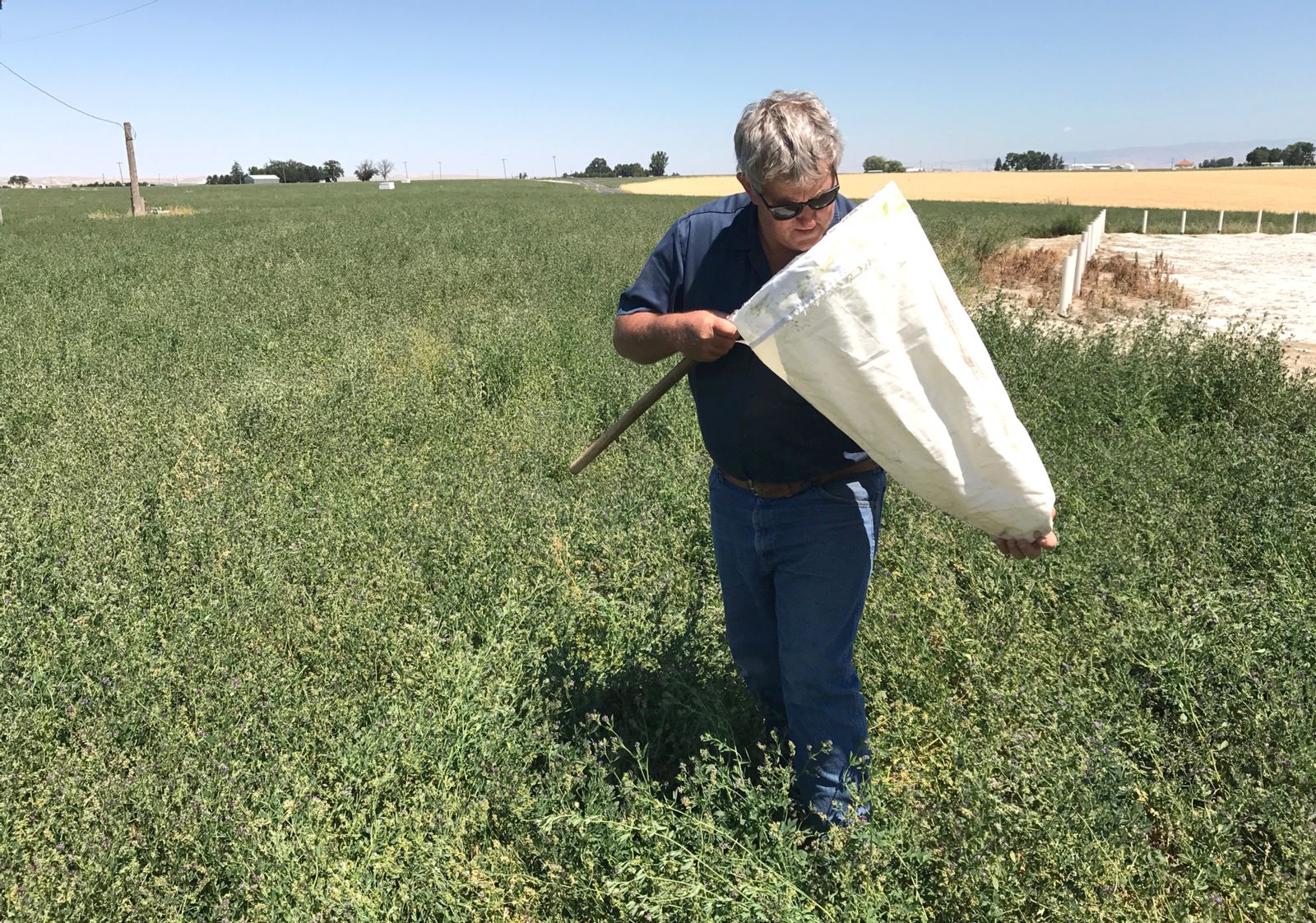 A man checking a sweep net in the field.