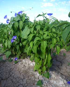 A blooming morning glory wrapped around a chile pepper plant in a field.