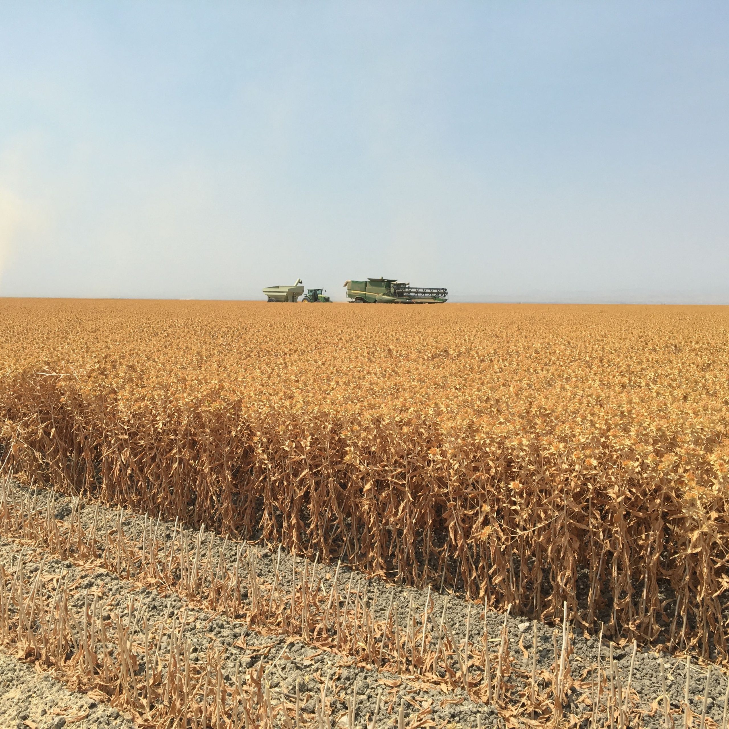 A dry safflower field with a harvester in the background.