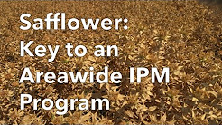 The first shot of the safflower video, showing a safflower field with the words "Safflower: Key to an Areawide IPM Program" on top.