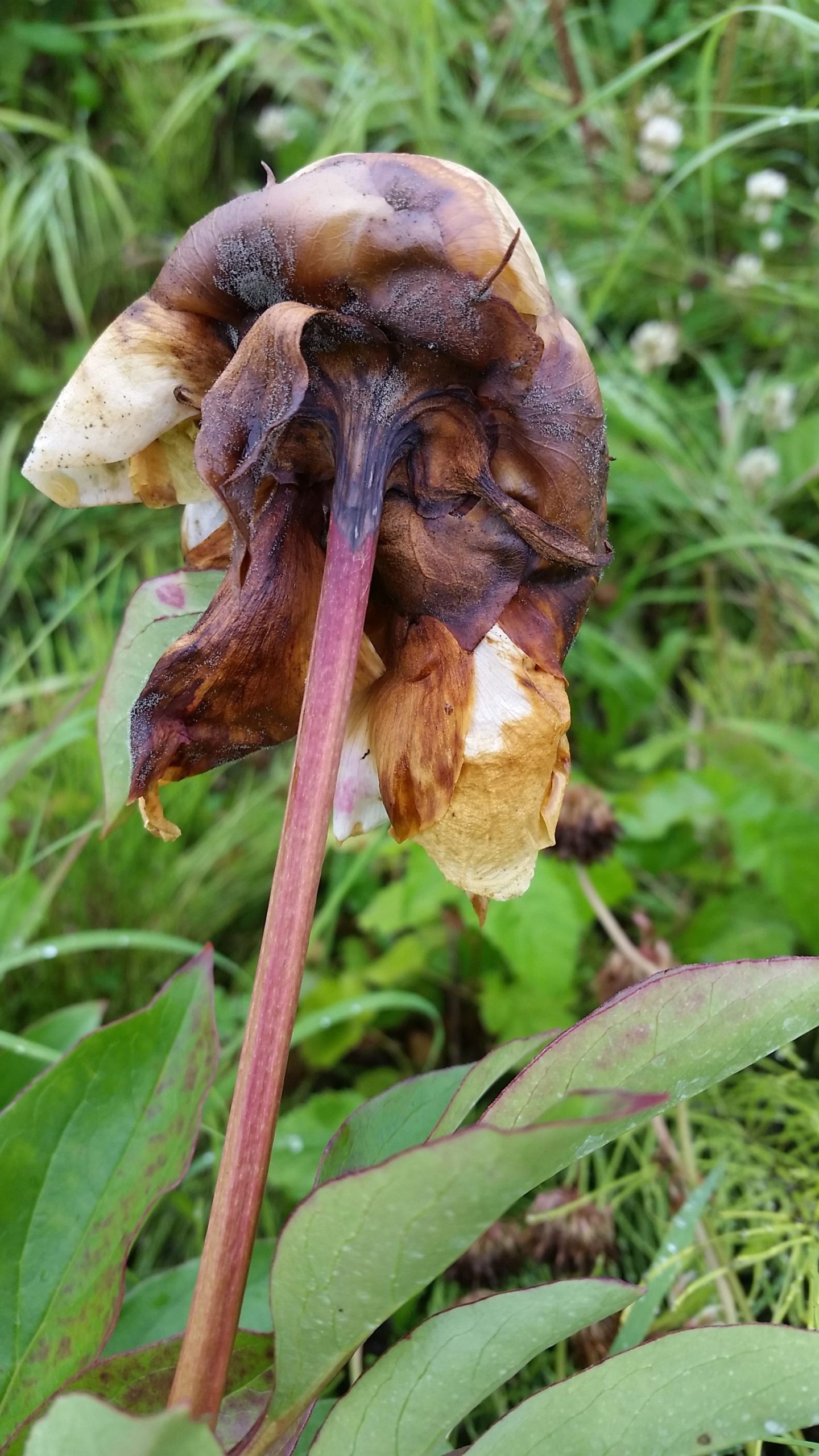 A diseased white peony showing brown rotting.