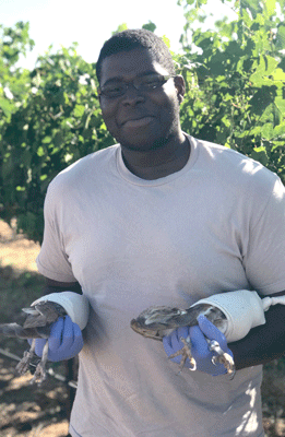 Sac State student Adeyemi Walker-Thomas holding two wrapped owls in front of a vineyard.