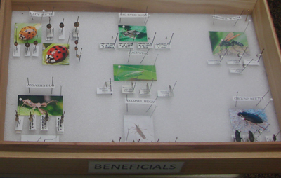 A bug pinning board displaying beneficial insects.