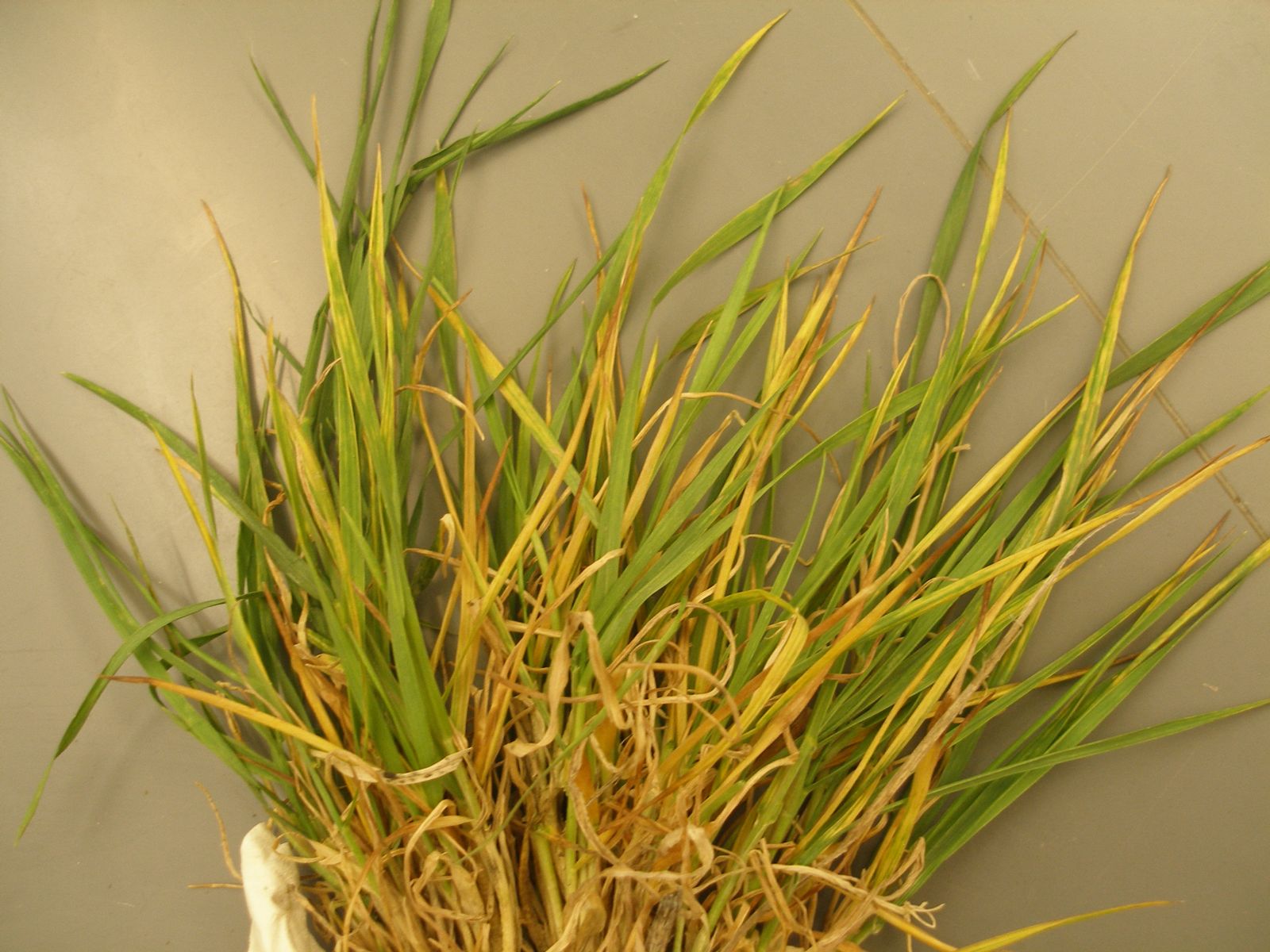 Wheat Streak Mosaic Virus