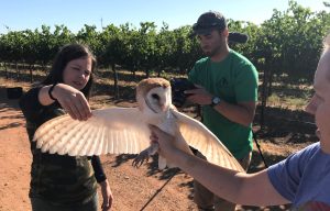 Three UC Davis students hold an owl in front of a vineyard.