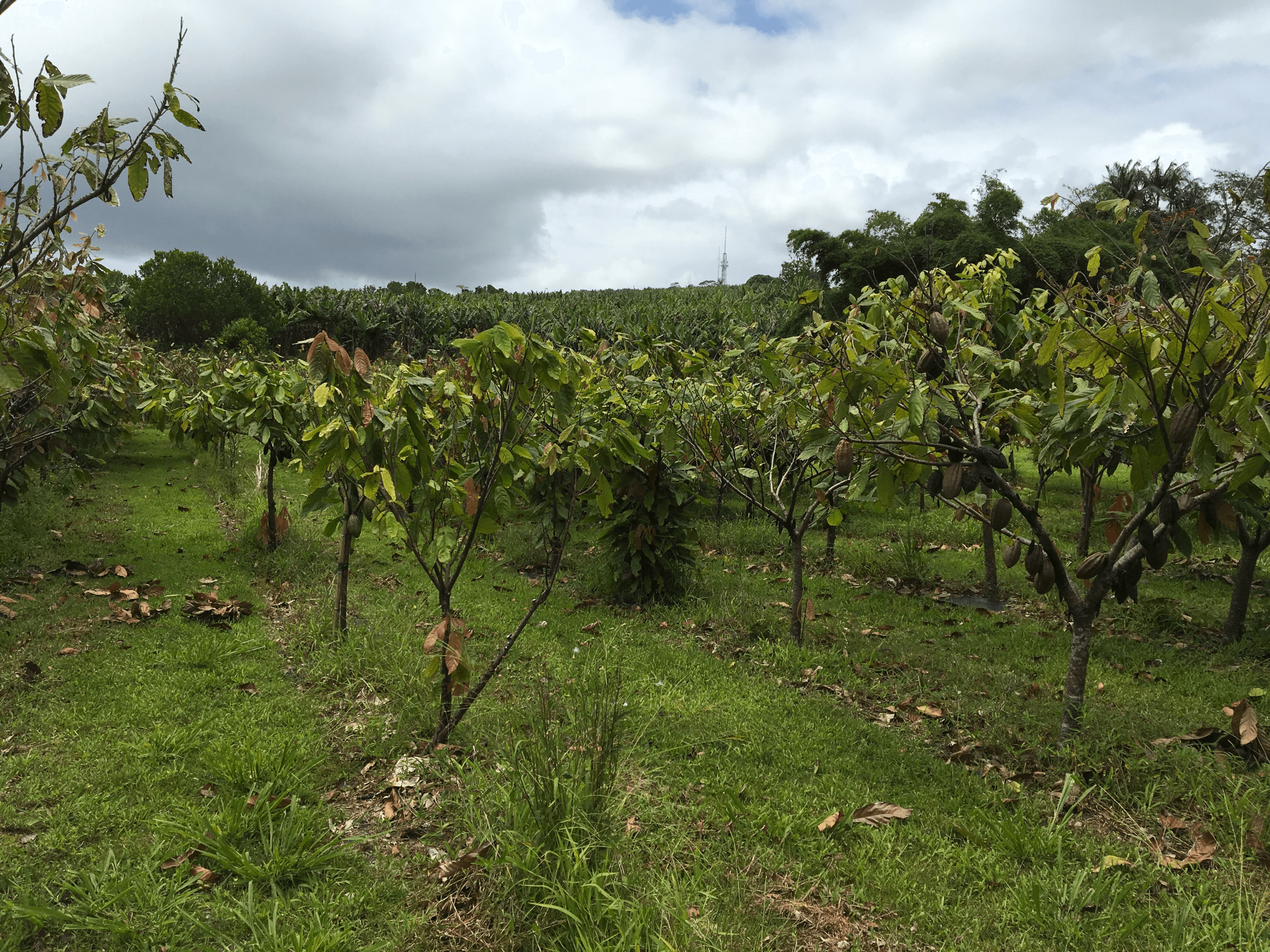 A young cacao orchard.
