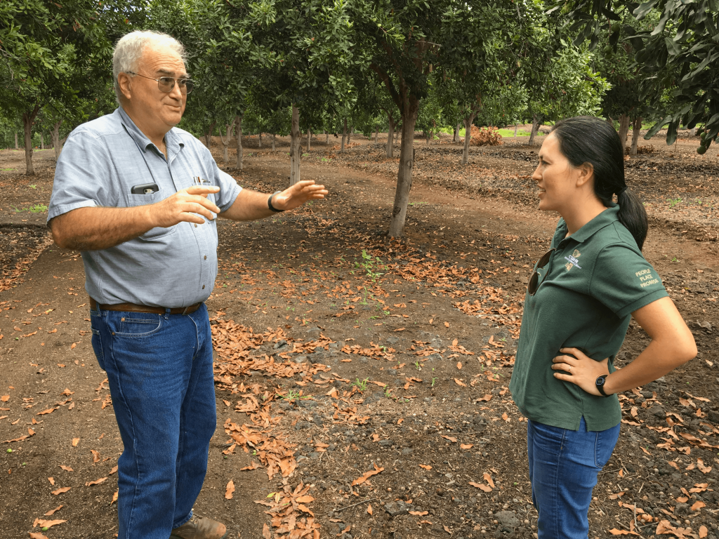 MacFarms' Dan Springer and University of Hawaii's Alyssa Cho talk in a macadamia nut orchard.