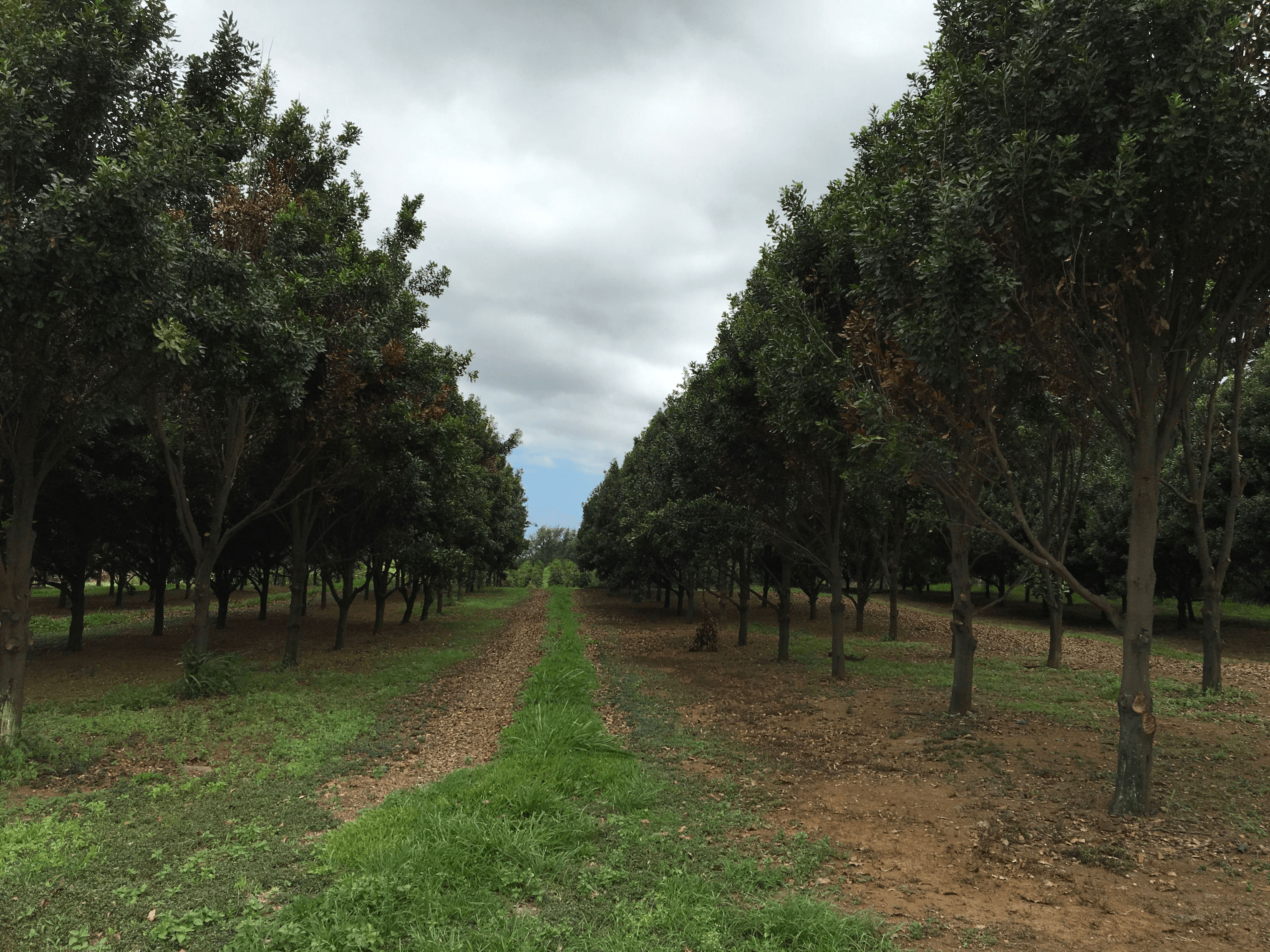 A macadamia nut orchard with wider spacing.