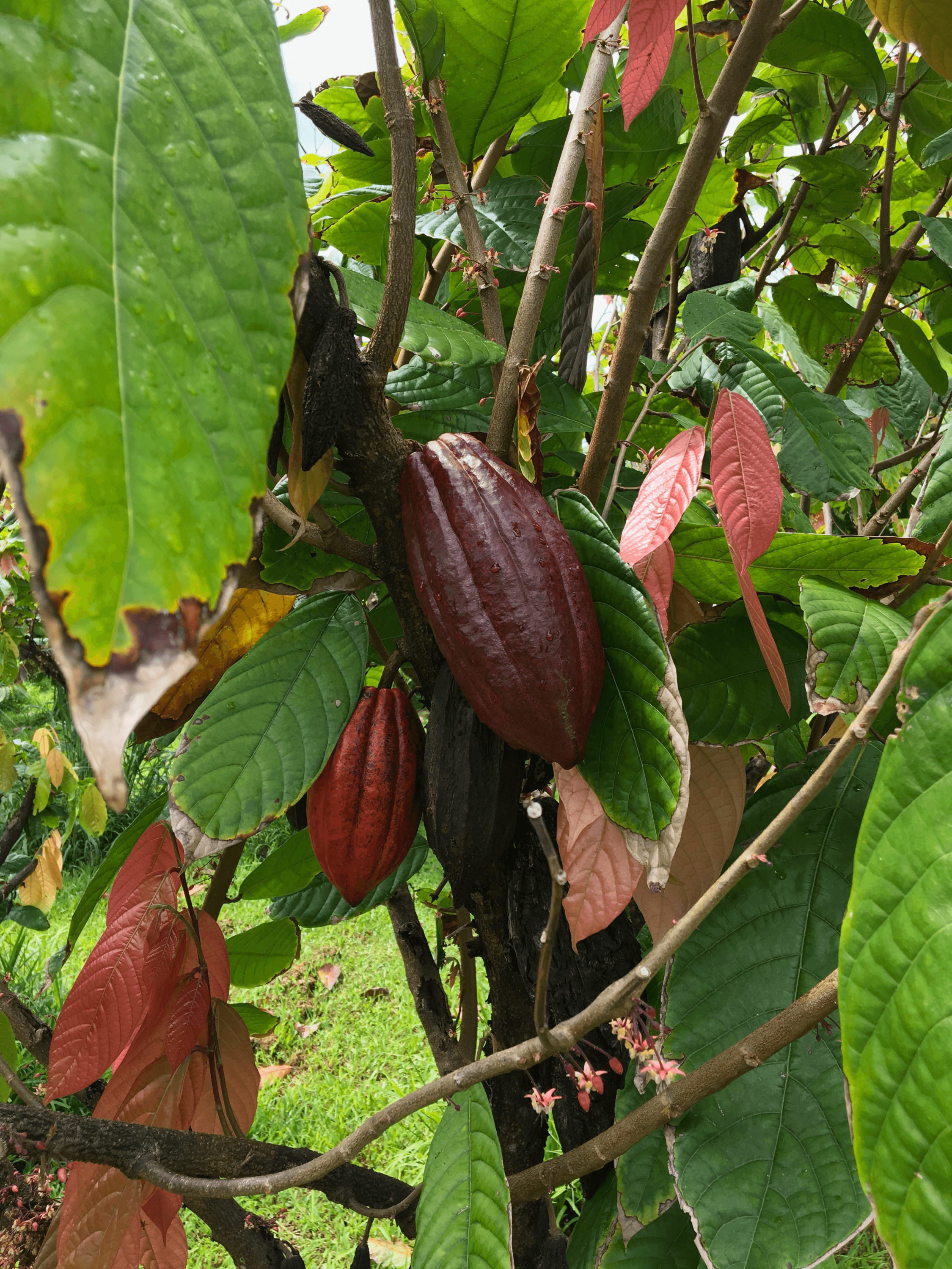 A cacao pod.