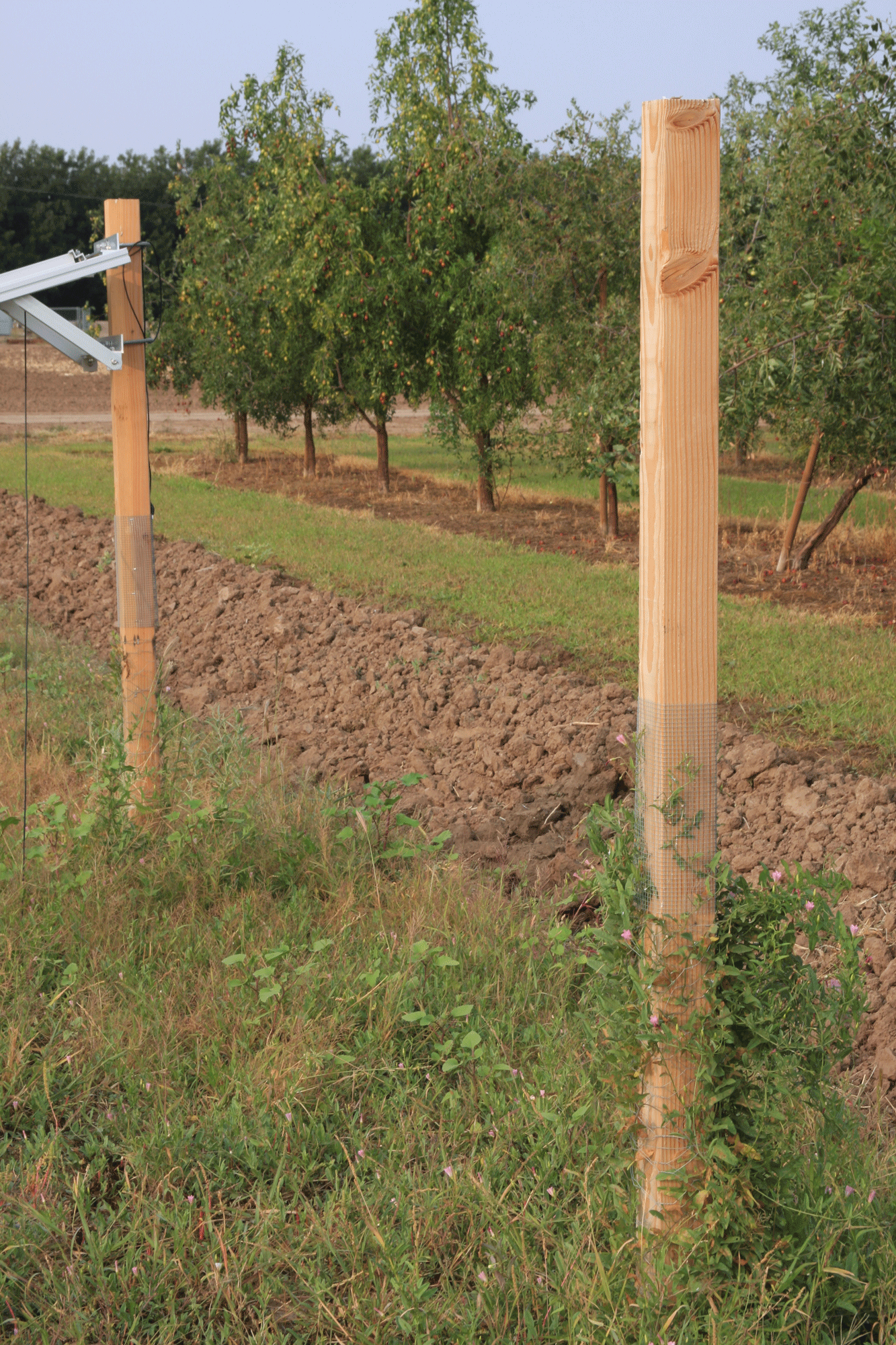 Two poles with electric mesh wrapped around them. One has greenery growing up the pole and the other is bare.