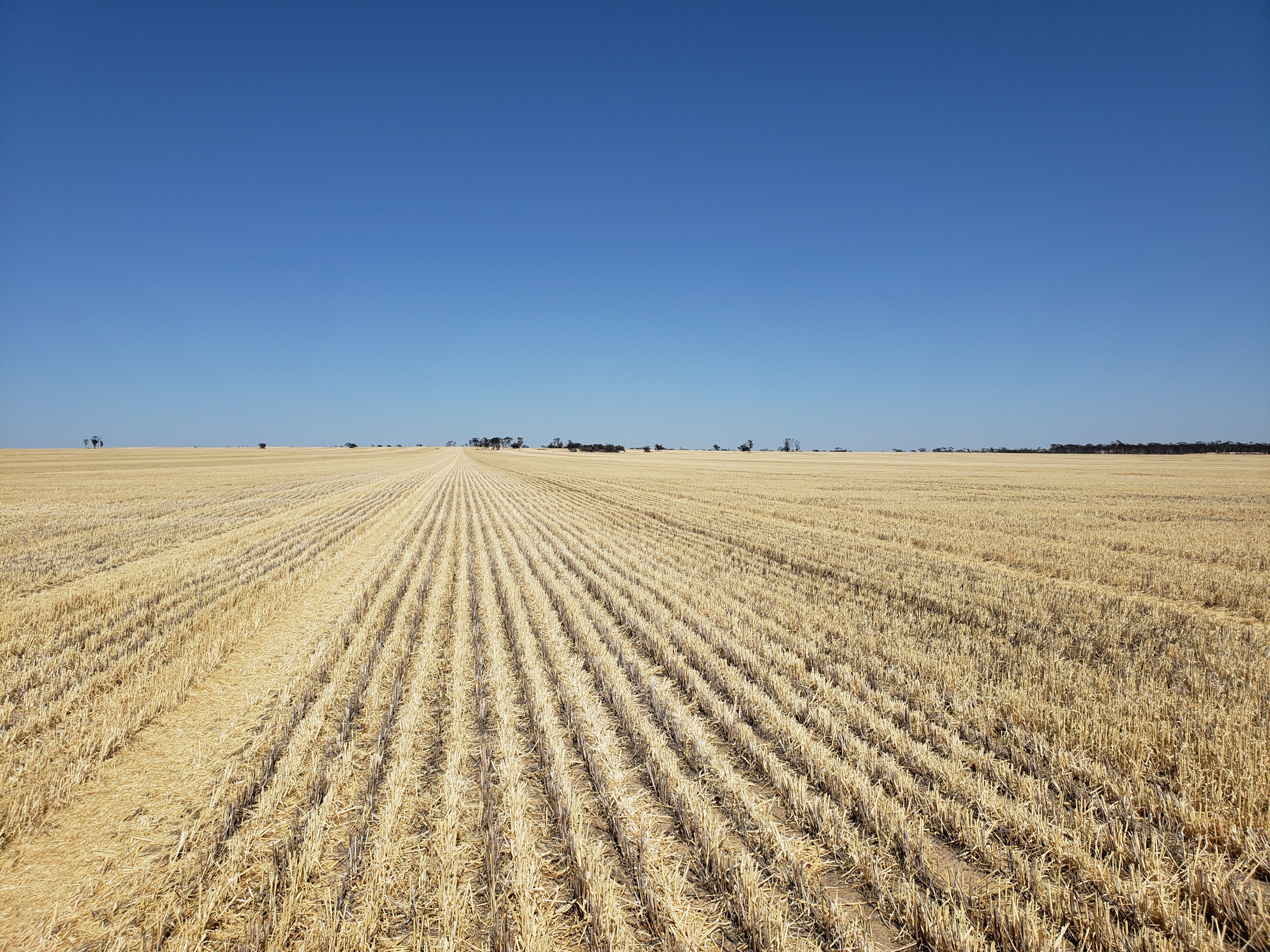 A harvested wheat field with a chaff line.
