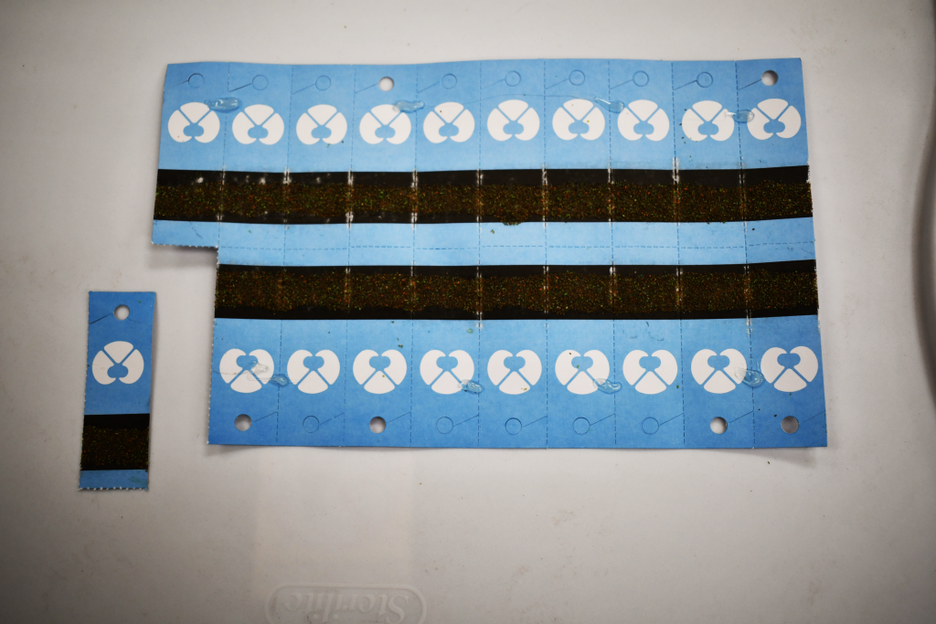 Lacewing egg cards lined up on a table