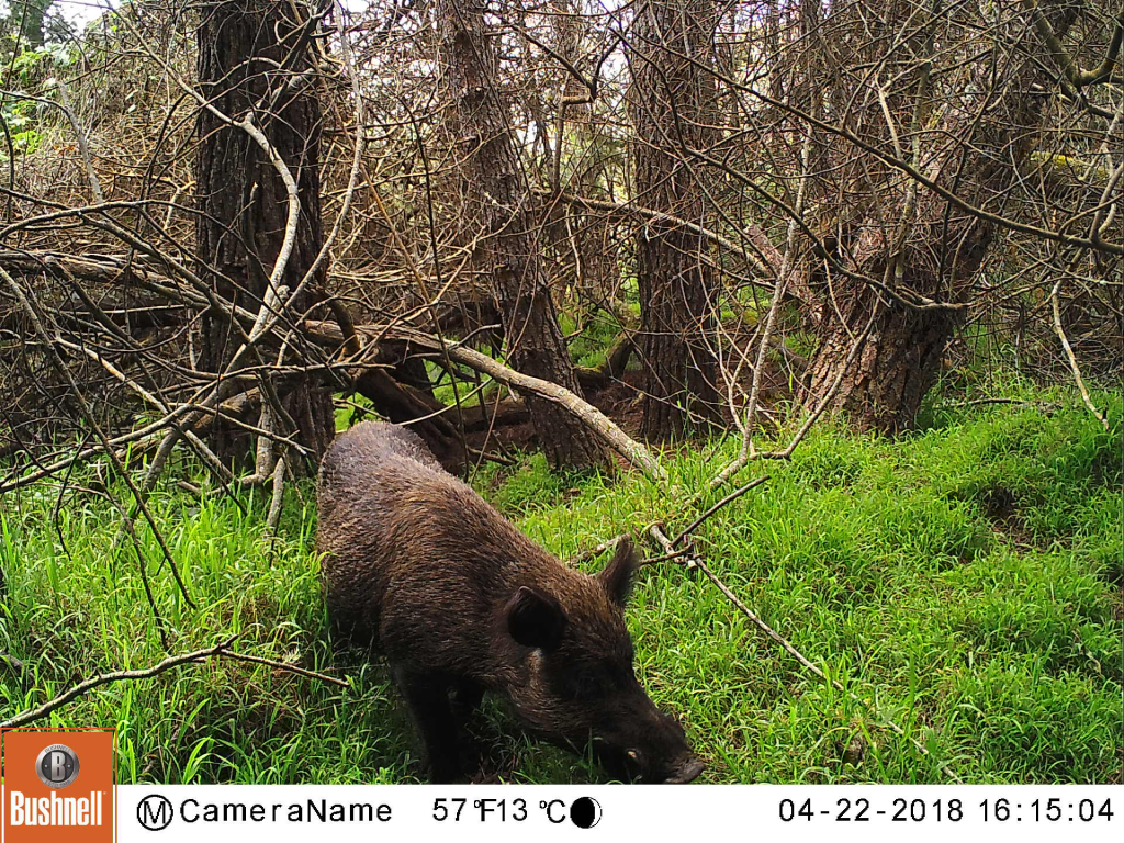A feral hog walking towards the camera in green grass with trees in the background.