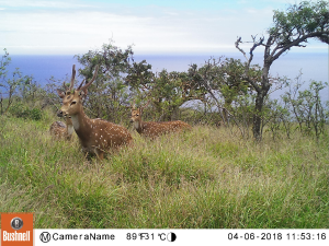 Axis deer in grass with trees in the near background and the ocean in the far background.