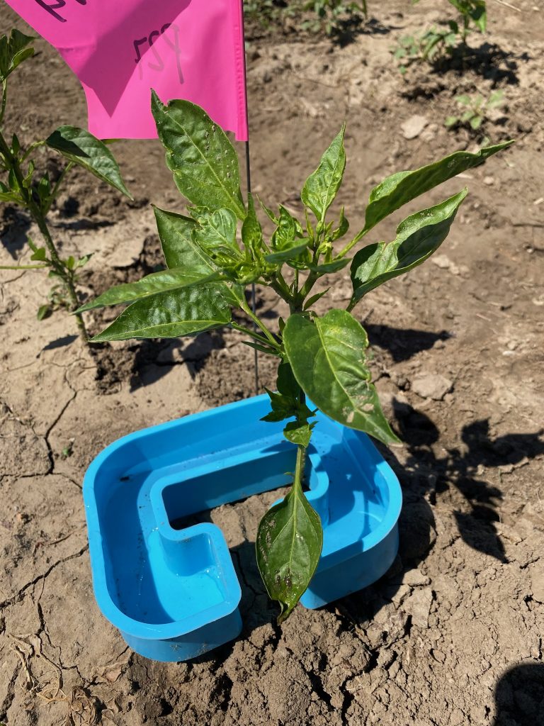 A bowl-like trap surrounding a chile pepper plant.