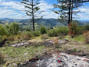 Burned areas with ash in them in a grassy area in hills with pines and other vegetation.