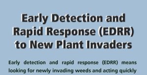 A section of the front page of a brochure titled "Early Detection and Rapid Response (EDRR) for New Plant Invaders."