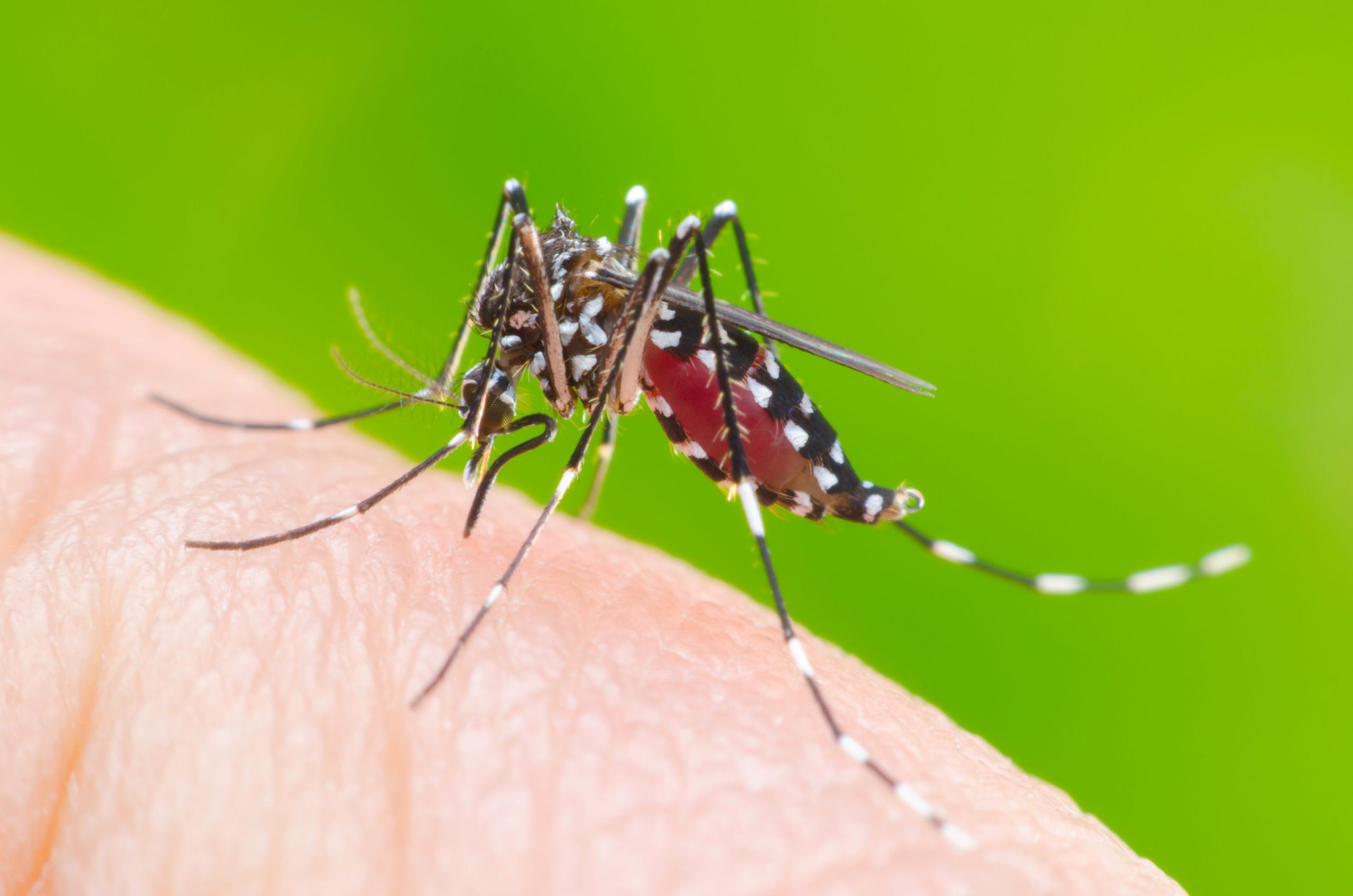 An Aedes aegypti mosquito on a hand.