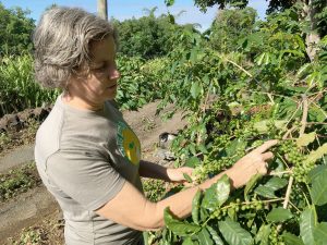 Suzanne Shriner looking over coffee cherries on a tree in an orchard.
