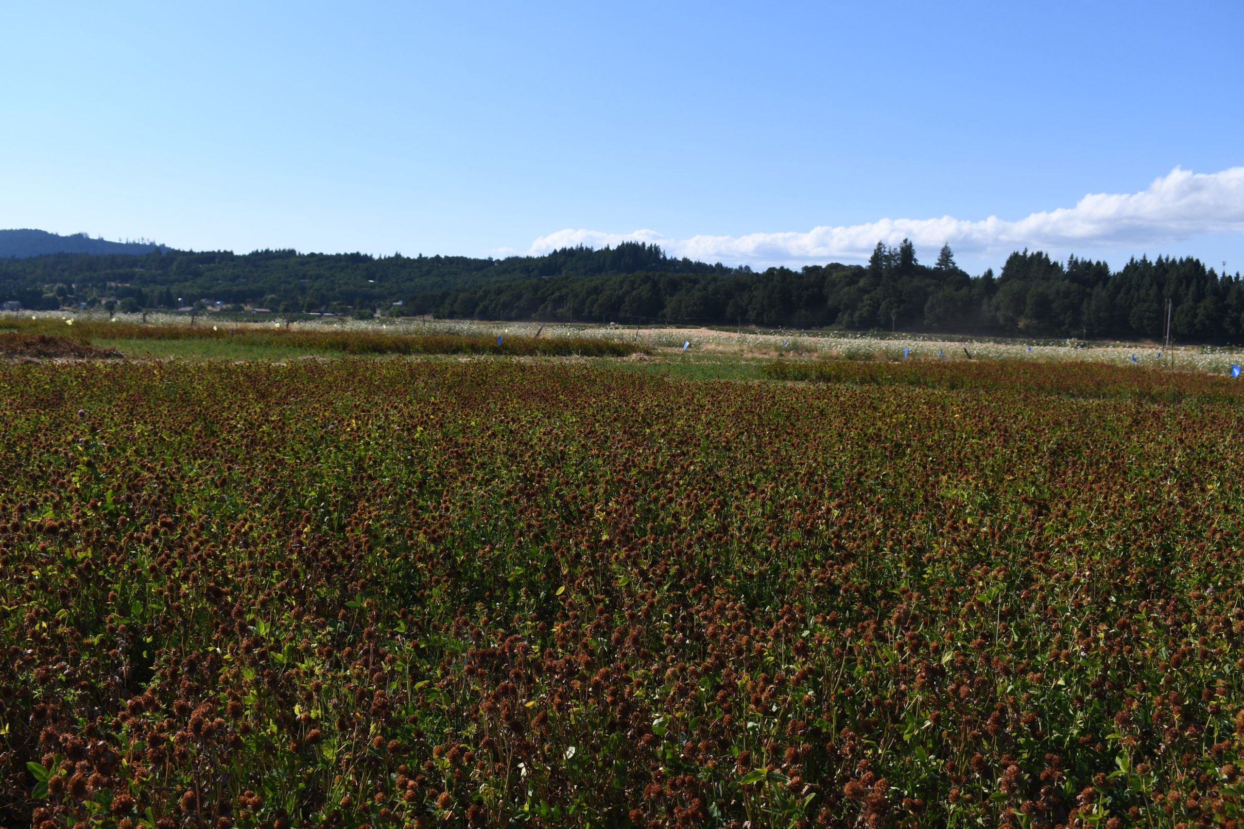 A clover field just past bloom with trees in the background.