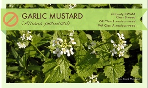 A section of a fact sheet about garlic mustard.