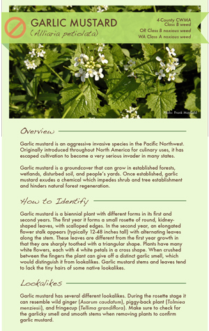 A fact sheet about garlic mustard.
