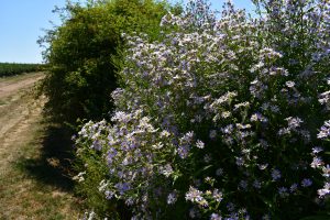 A large bush of purple flowers in a hedgerow.