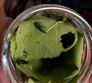A jar containing emerald ash borers and their frass on leaves.