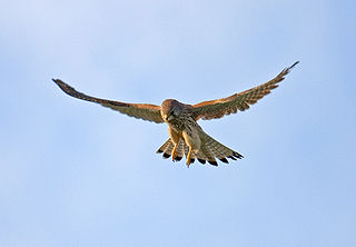 A kestrel in flight.