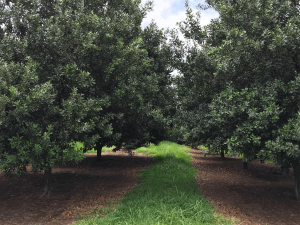 A macadamia nut orchard with closer spacing.