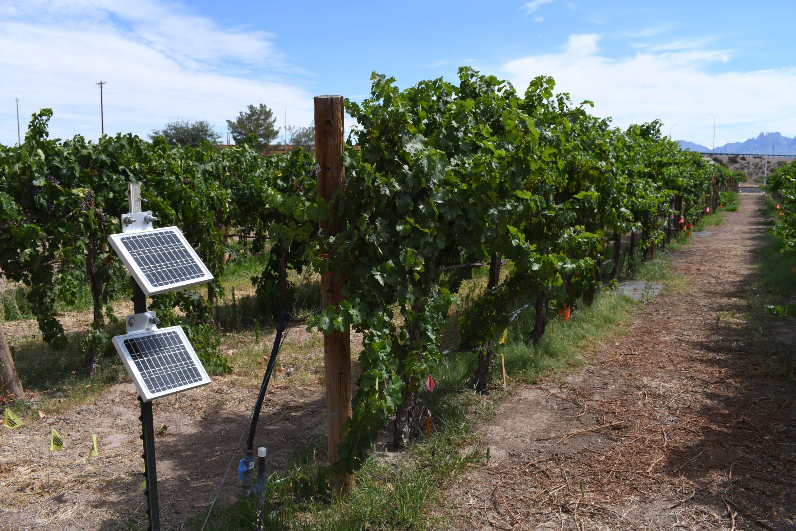 Tiny solar panels on a stake next to a vineyard row.